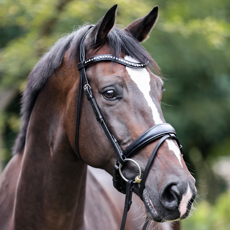 Ogłowie Kavalkade MIA z nachrapnikiem szwedzkim i skośnikiem - Cavalo